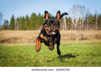 Funny Rottweiler Dog Flying