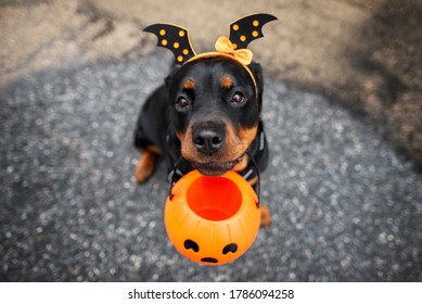 Funny Rottweiler Dog Trick Or Treating