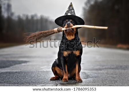 funny rottweiler dog in a wizard hat holding a broomstick 