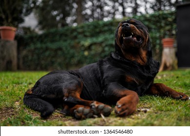 Funny Rottweiler Laying In The Garden And Baring His Teeth