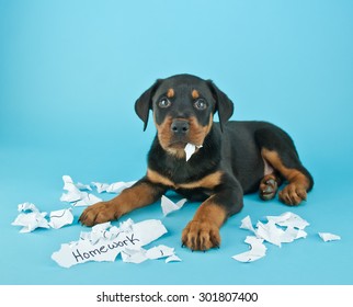 Funny Rottweiler puppy that looks like he is eating someone's homework on a blue background with copy space.