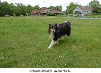 Funny Rough Collie (also known as Long-Haired Collie) walks outside city in nature (focus on face)