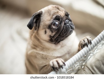 Funny sad pug with sad begging eyes. Lovely pet dog emotions