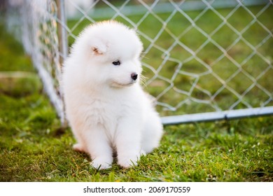 Funny Samoyed puppy on the green grass