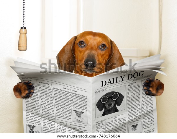 funny   sausage dachshund dog\
sitting on toilet and reading magazine or newspaper with\
constipation