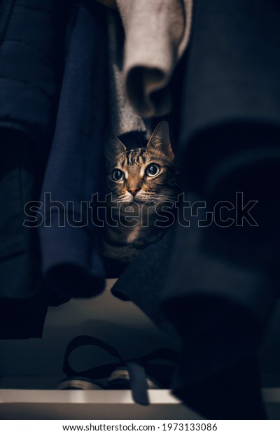 Funny Scared Tabby Pet Cat Hiding Stock Photo (Edit Now) 1973133086