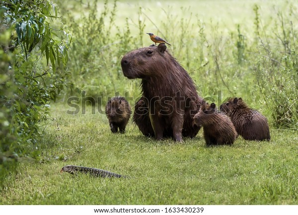 Funny scene of capybara family and a bird\
staring at lizard crossing their\
path