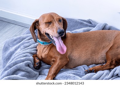 Funny scene of a short haired brown dachshund closing one eye, tired, panting with his tongue sticking out, lying on a gray blanket in his bed after playing with his ball