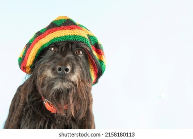 Funny Schnauzer in a colored beret with pigtails in the style of Bob Marley