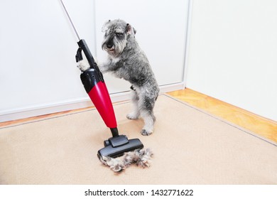 Funny Schnauzer Dog Using A Vacuum Cleaner, Ball Of Wool Hair Of Pet Coat On The Carpet, Floor.   Shedding Of Pet Hair, Cleaning.