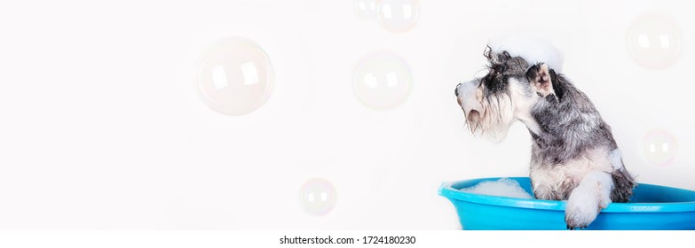 Funny Schnauzer puppy Dog taking bath with shampoo and bubbles in blue bathtub . Banner for pet shop, grooming salon. 
