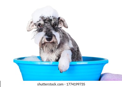 Funny Schnauzer puppy Dog taking bath with shampoo and bubbles in blue bathtub . Banner for pet shop, grooming salon. 