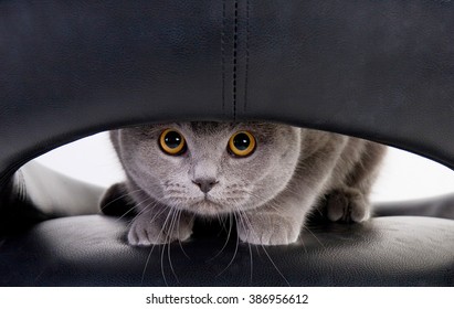 Funny Scottish cat looking through a hole (isolated on white)
