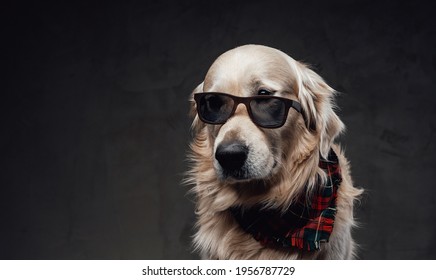 Funny Scottish Dog With Sunglasses And Neck Scarf In Dark Background