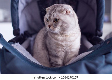 Funny Scottish Folded Cat Is Sitting In A Pram