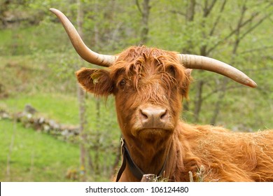 funny scottish highland-cattle