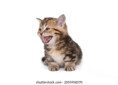 168 Laugh out loud cat Images, Stock Photos & Vectors | Shutterstock