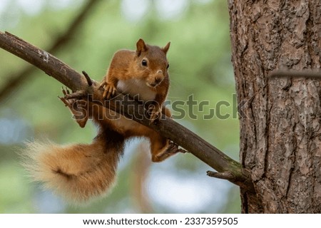 Funny scottish red squirrel balancing on a tree branch in the woodland