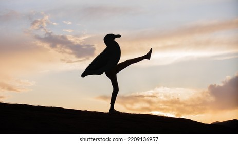 Funny Seagull Gymnast Silhouette Kick