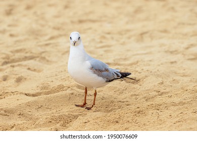 funny seagull stared at the camera from the front. The concept of ornithology and bird gaze