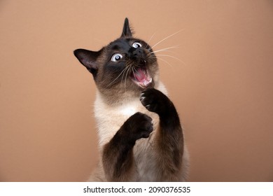 funny seal point siamese cat playing raising paws making funny face with mouth open on brown background with copy space - Shutterstock ID 2090376535
