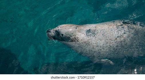 56 Seal swimming on its back Images, Stock Photos & Vectors | Shutterstock