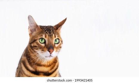 Funny Serious Sad Bengal Green-eyed Cat,looking At Camera On White Background. Copy Space For Text.Guilty Pet Look.