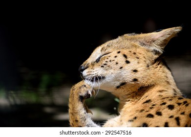 Funny Serval Cat