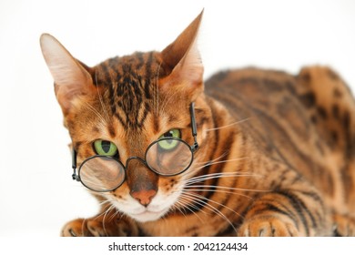 Funny Severe Look Bengal Cat Wearing Eye Glasses Looking At Camera Lying On White Background, Isolated.Pet Bad Poor Eye Vision Concept Or Strict Professor Or Animal And Humor Idea. Close-up Shot.