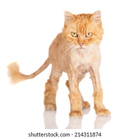 Funny Shaved Red Cat