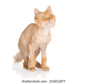 Funny Shaved Red Cat