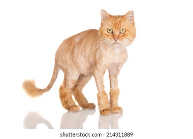 Funny Shaved Red Cat