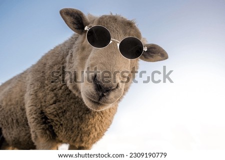 Funny Sheep Face wearing Glasses seeing in Camera edited Image with Blurred Background and Sky Animal Image