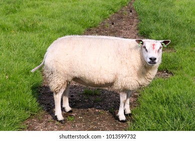 Funny sheep looking at the camera