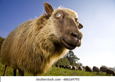 Funny Sheep Looking You Stock Photo 686169793 