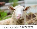 Funny sheep. Portrait of sheep showing tongue.