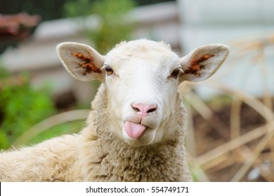 Funny sheep. Portrait of sheep showing tongue. - Shutterstock ID 554749171