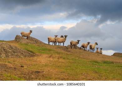 Funny sheeps on the top of the mountain. Standing, peeing, watching. Sheep herd over the cloudy sky.