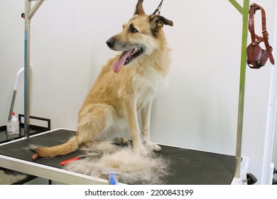 Funny shepherd mestizo dog with safety belt standing on dog grooming table in salon. Pet care, wellness, spa, hygiene, beauty of animals concept. Close-up