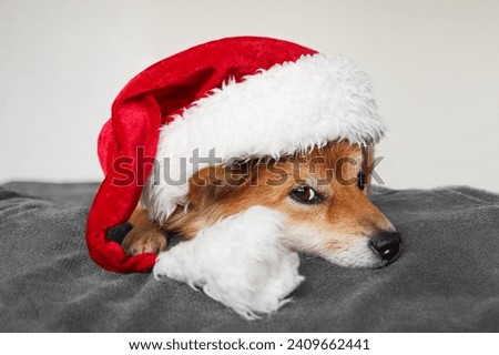 Funny Shiba Inu dog lies in a Santa Claus hat. Dog on a white background