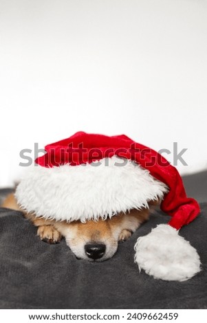 Funny Shiba Inu dog lies in a Santa Claus hat. Dog on a white background