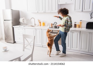 funny shiba inu dog standing on hind legs near african american woman with tasty pancakes