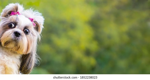 Funny Shih-tzu Dog Peeping .Banner Funny  Animal .