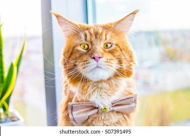 Funny Shocked Nervous Groom Maine Coon Cat Wearing Butterfly Tie And Waiting His Wedding, Wedding Concept, Humor