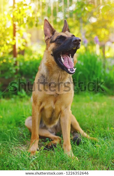 Funny Shorthaired German Shepherd Dog Sitting Stock Photo Edit Now 1226352646