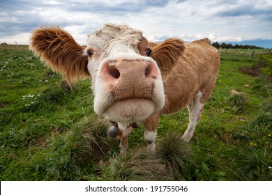 Funny Shot Of A Cute Cow