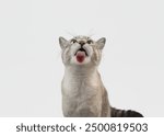 Funny Siamese Cat Licking Screen