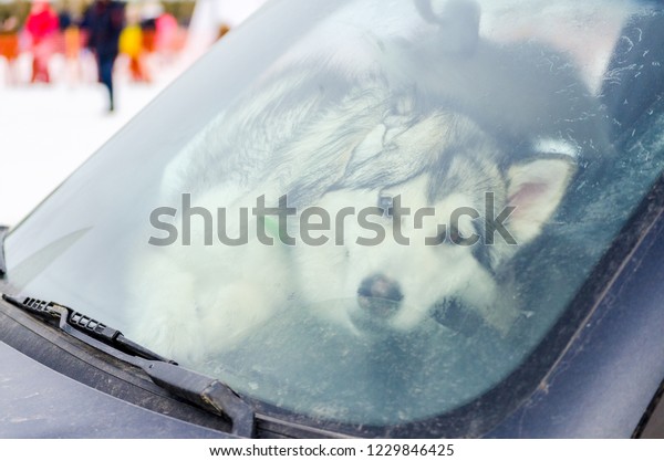 Funny Siberian Husky dog behind the dirty windshield\
of car.