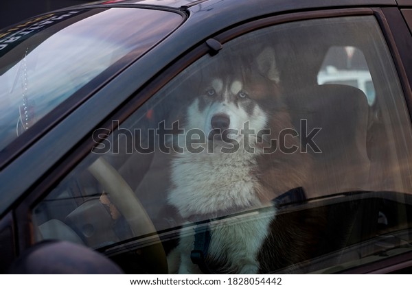 Funny Siberian Husky\
dog is driving a car. Close up Husky breed portrait in automobile\
behind the wheel.\
