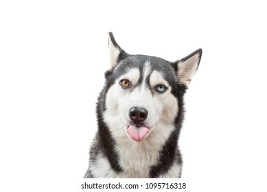 Funny Siberian Siberian Husky Shows Tongue, Isolated
